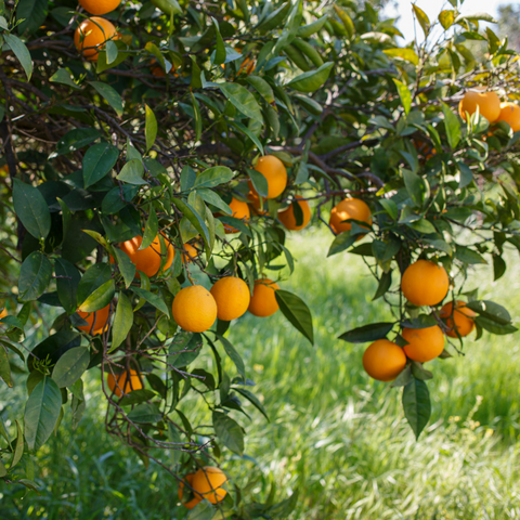 Citrus Scents