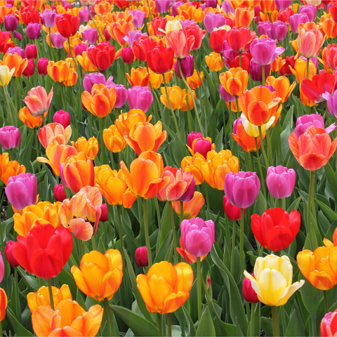 Floral Scents
